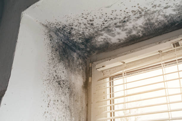 Affordable Mold Removal solutions in Sanford, VA